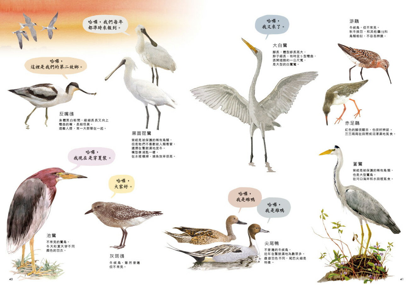 劉伯樂生態系列繪本套書（共三冊）：《哈囉！你好！濕地裡的野鳥 5